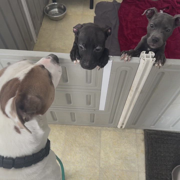 Enlarge Captain *SPONSORED*, a Adoptable Mixed Breed in Attica, MI video 6/6