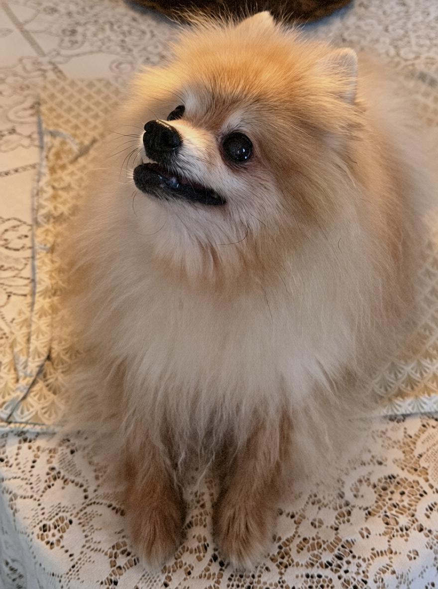 Enlarge Kuma, a Adopted Pomeranian in Riverside, CA image 3/6