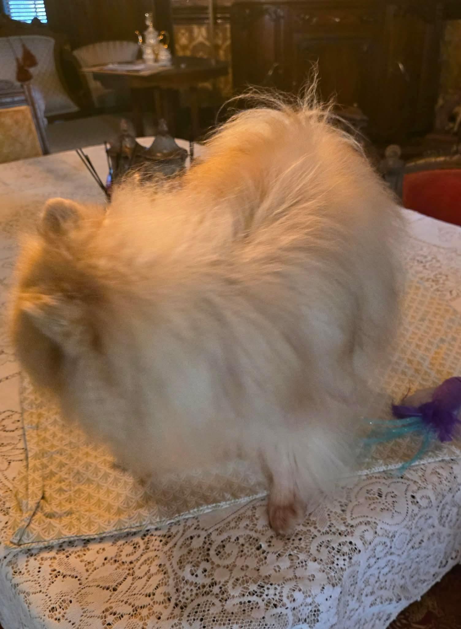 Enlarge Kuma, a Adopted Pomeranian in Riverside, CA image 4/6