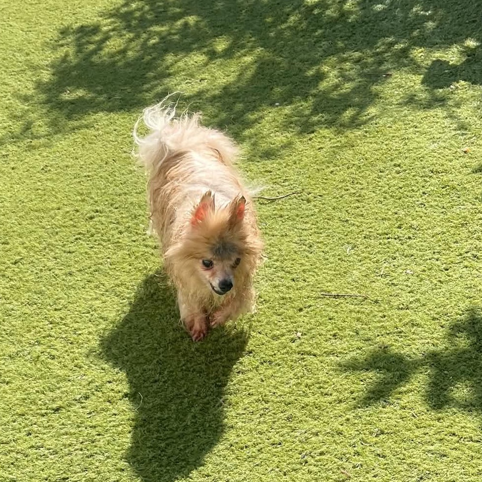 Enlarge Kuma, a Adopted Pomeranian in Riverside, CA image 6/6