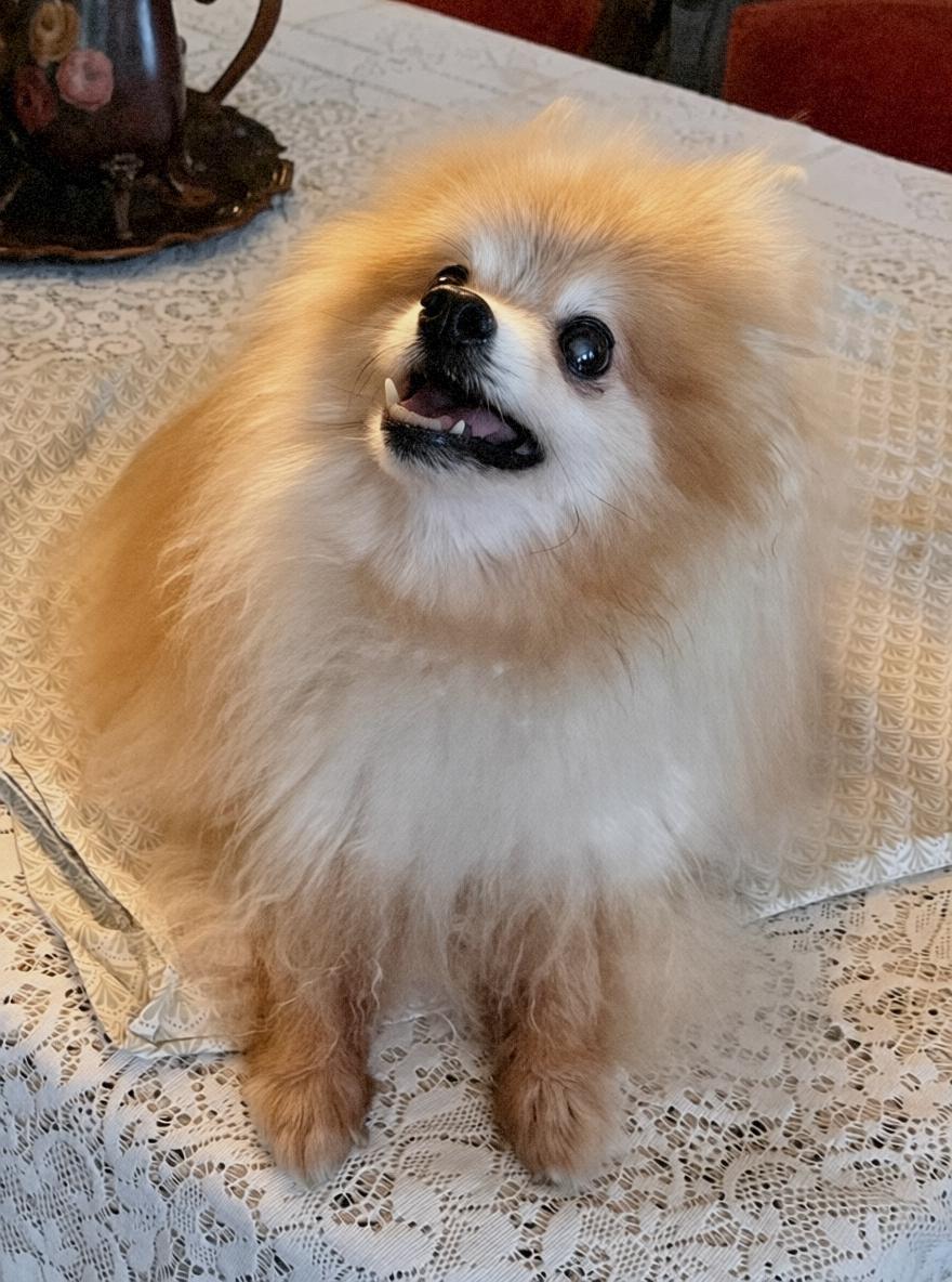 Enlarge Kuma, a Adopted Pomeranian in Riverside, CA image 1/6