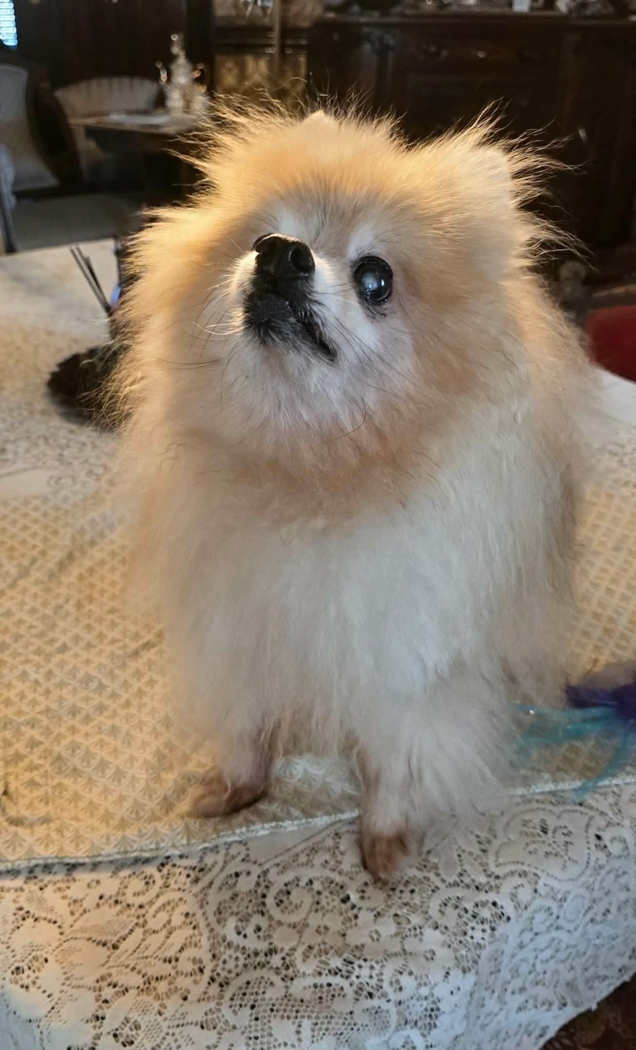 Enlarge Kuma, a Adopted Pomeranian in Riverside, CA image 5/6