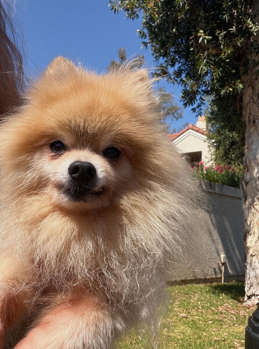 Enlarge Kuma, a Adopted Pomeranian in Riverside, CA image 2/6