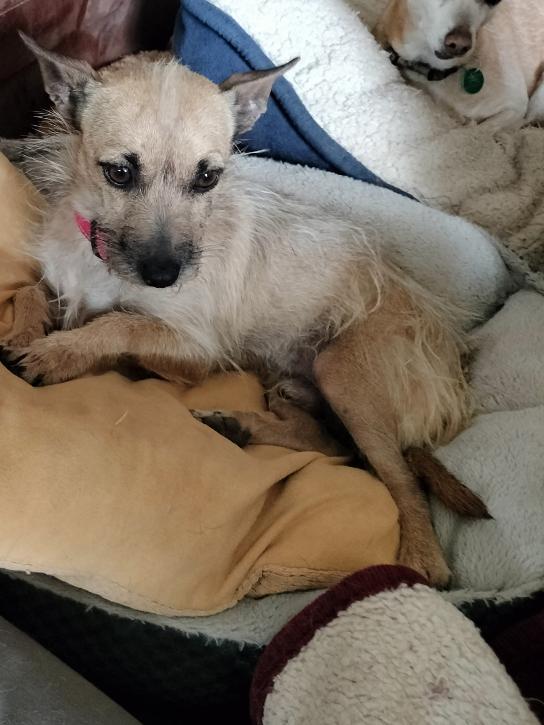 Scrappy, Adoptable, Adult Male Terrier.