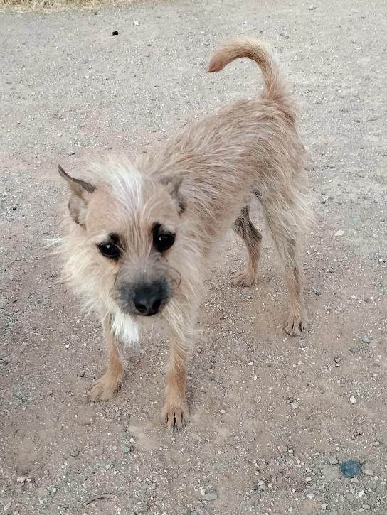 Enlarge Scrappy, a Adoptable Terrier in Phoenix, AZ image 2/3