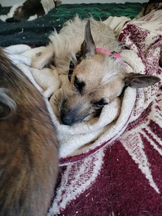 Enlarge Scrappy, a Adoptable Terrier in Phoenix, AZ image 3/3