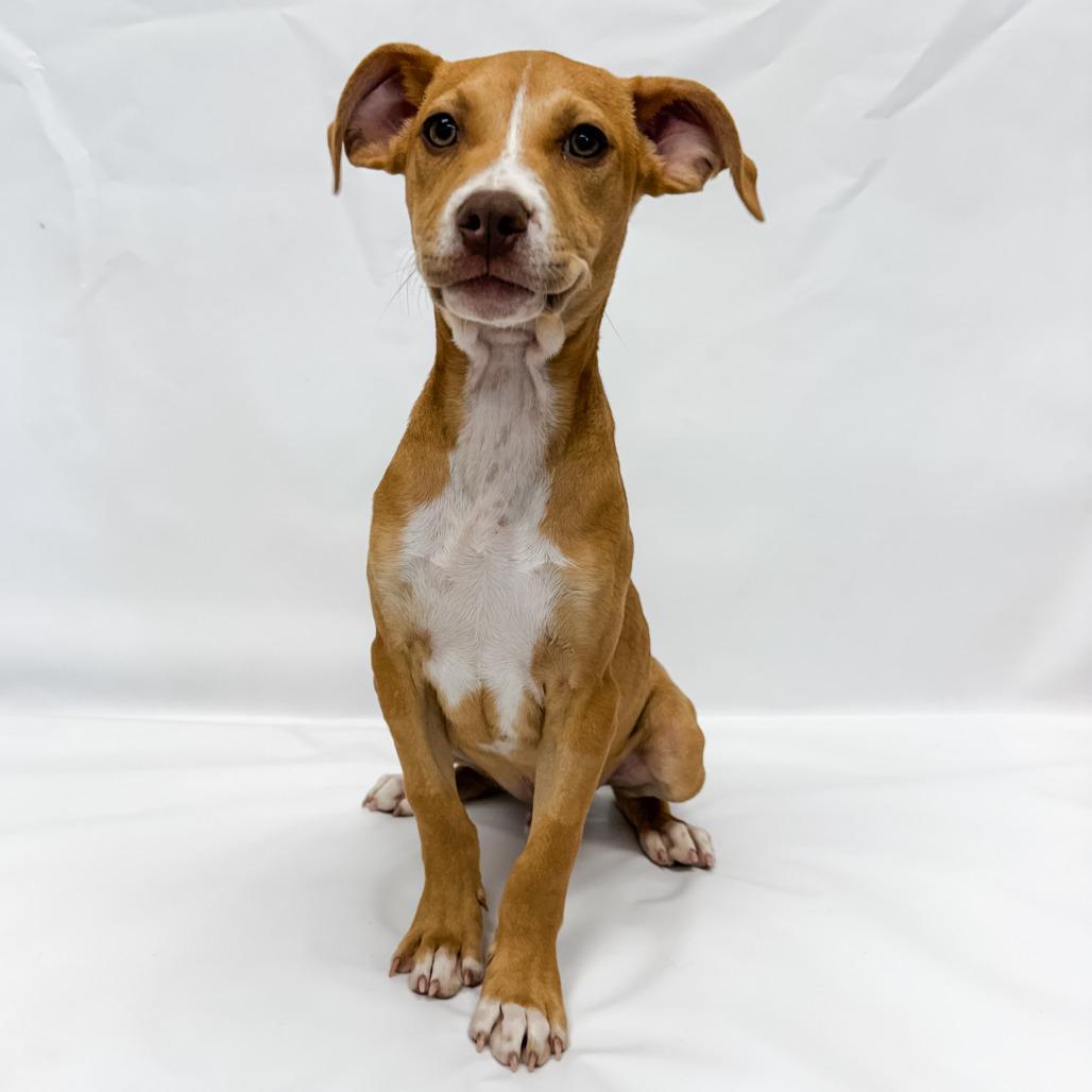 647 (2026) Sonny, Adoptable, Puppy Male Beagle & Mixed Breed.