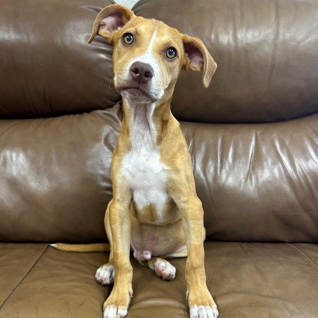 Enlarge 647 (2026) Sonny, a Adoptable mixed breed in Parker, CO image 2/6