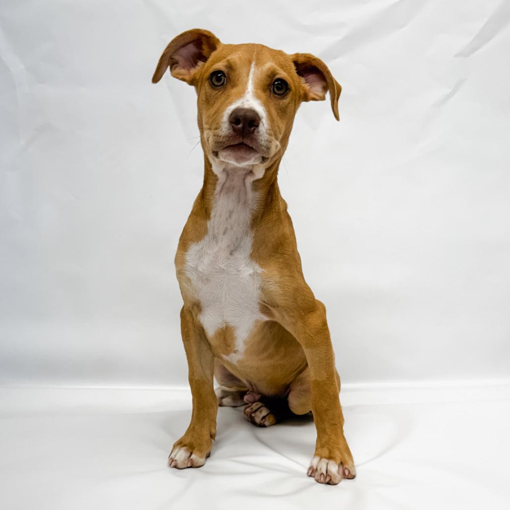 Enlarge 647 (2026) Sonny, a Adoptable mixed breed in Parker, CO image 3/6