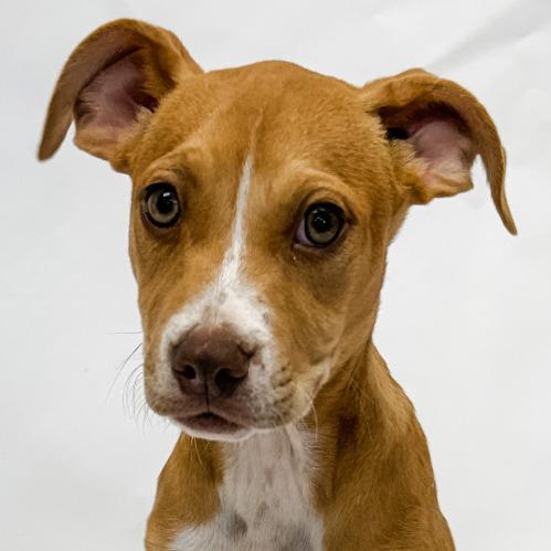 Enlarge 647 (2026) Sonny, a Adoptable mixed breed in Parker, CO image 4/6