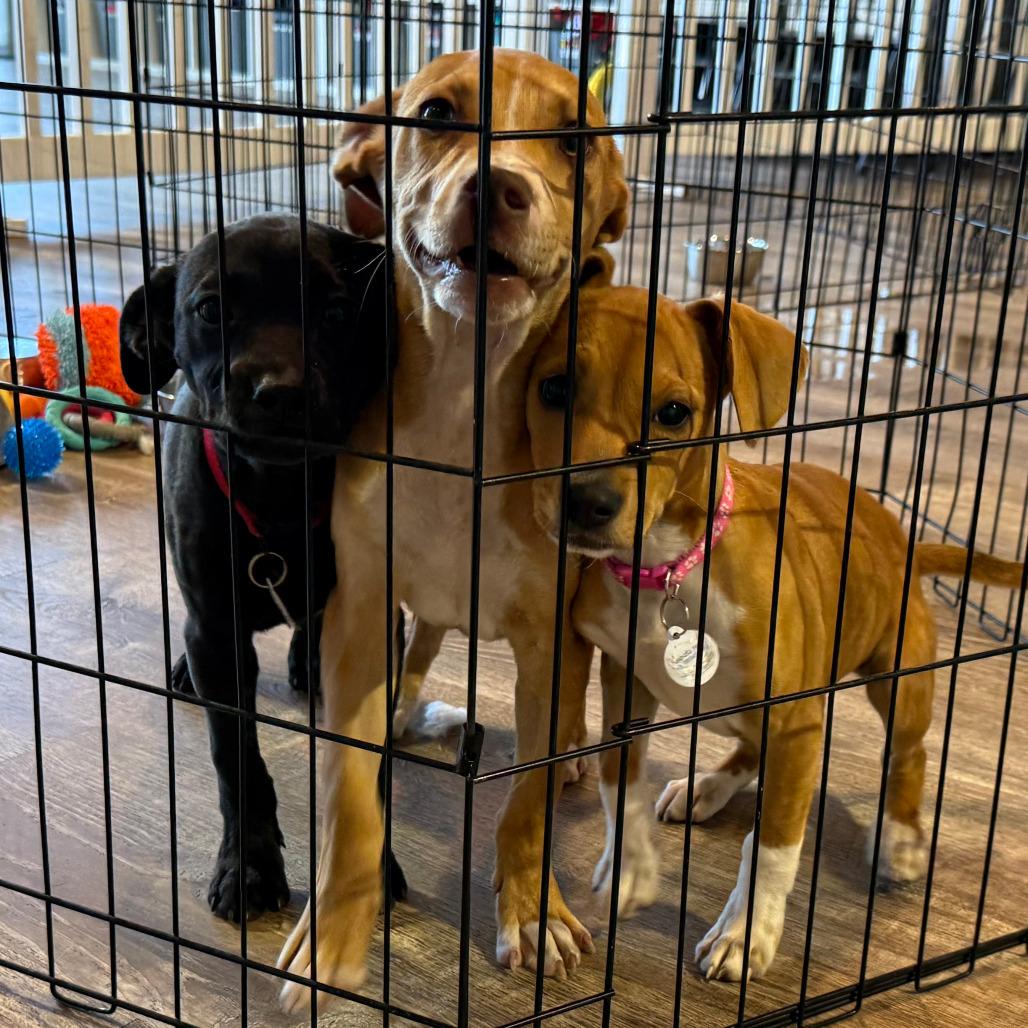 Enlarge 647 (2026) Sonny, a Adoptable mixed breed in Parker, CO image 5/6