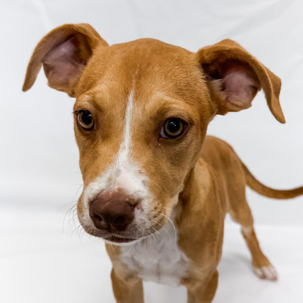 Enlarge 647 (2026) Sonny, a Adoptable mixed breed in Parker, CO image 6/6