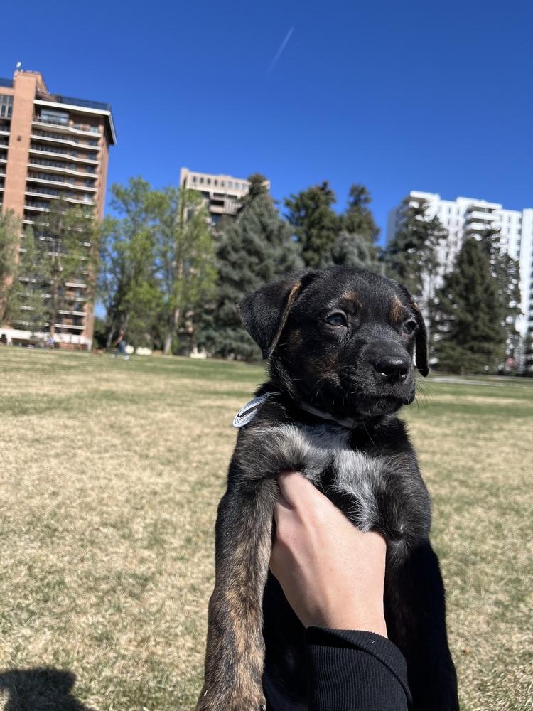Gordo, Adoptable, Puppy Male Border Collie & Australian Cattle Dog / Blue Heeler.