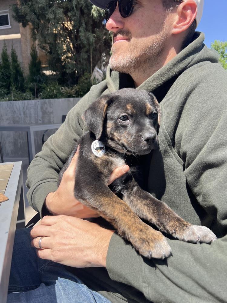 Enlarge Gordo, a Adoptable mixed breed in Denver, CO image 2/4