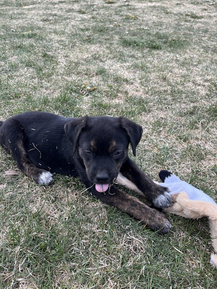 Enlarge Gordo, a Adoptable mixed breed in Denver, CO image 4/4