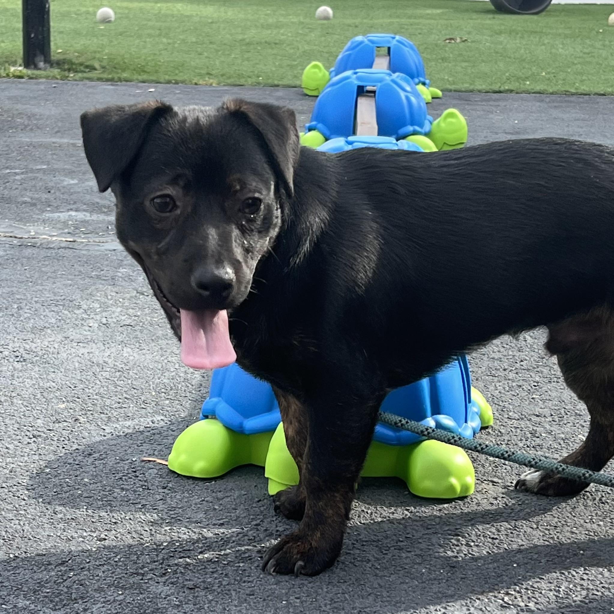 Ollie, Adoptable, Young Male Chihuahua & Mixed Breed.