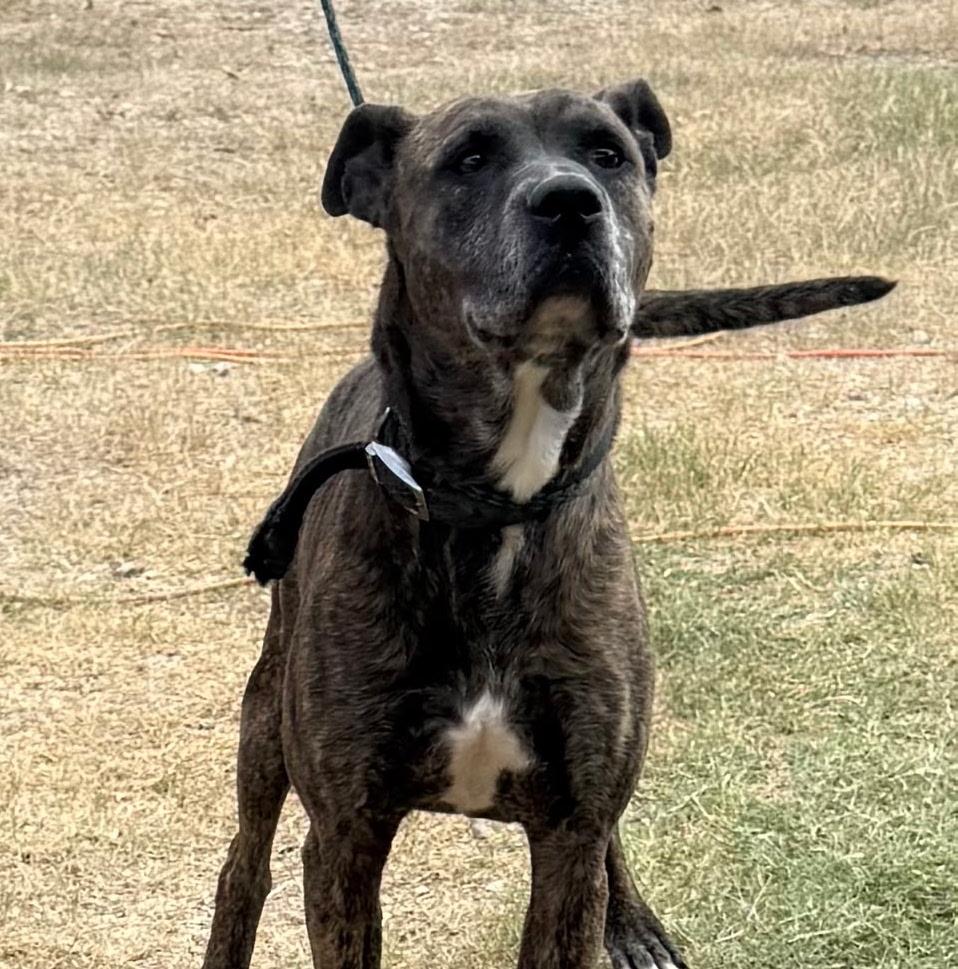 Enlarge Jack Harlow, a Adoptable mixed breed in St. Catharines, ON image 3/5