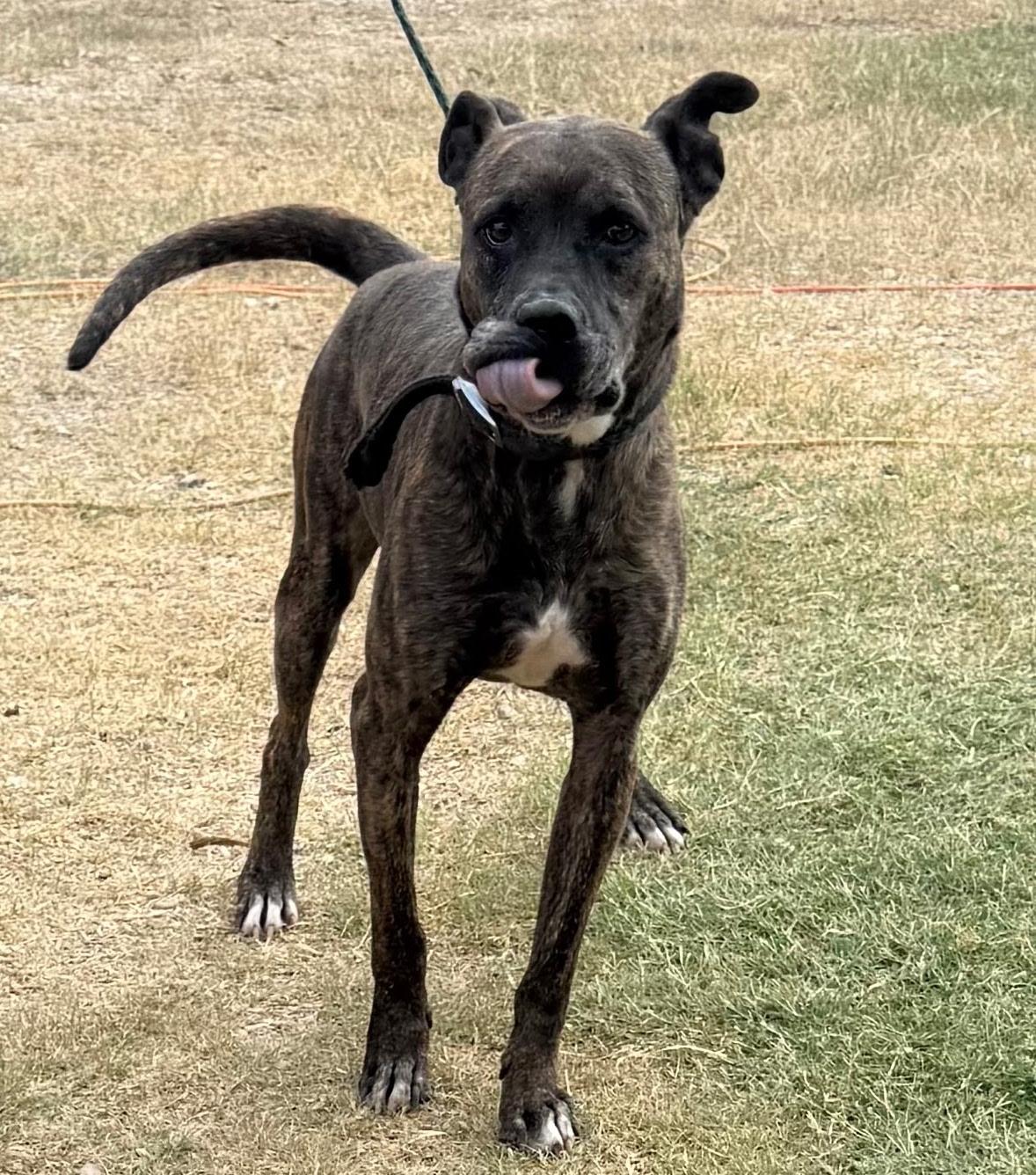 Enlarge Jack Harlow, a Adoptable mixed breed in St. Catharines, ON image 4/5