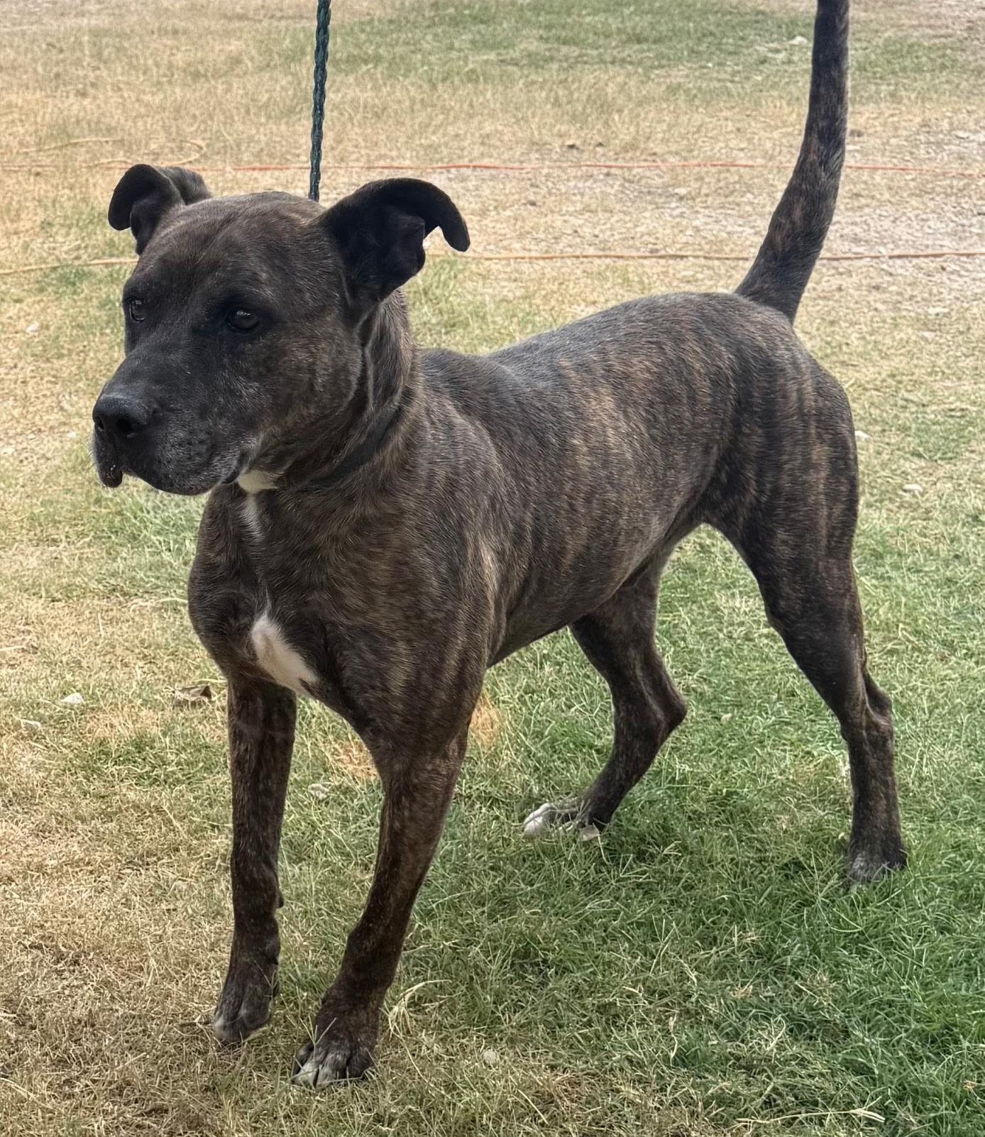 Enlarge Jack Harlow, a Adoptable mixed breed in St. Catharines, ON image 2/5