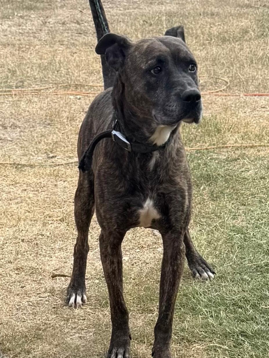 Enlarge Jack Harlow, a Adoptable mixed breed in St. Catharines, ON image 5/5