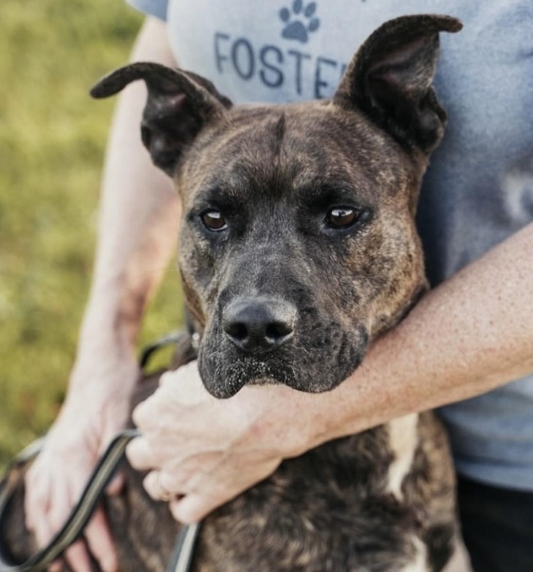 Enlarge Jack Harlow, a Adoptable mixed breed in St. Catharines, ON image 1/5