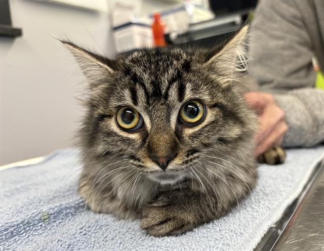 FLASH, Adoptable, Kitten Female Domestic Medium Hair.