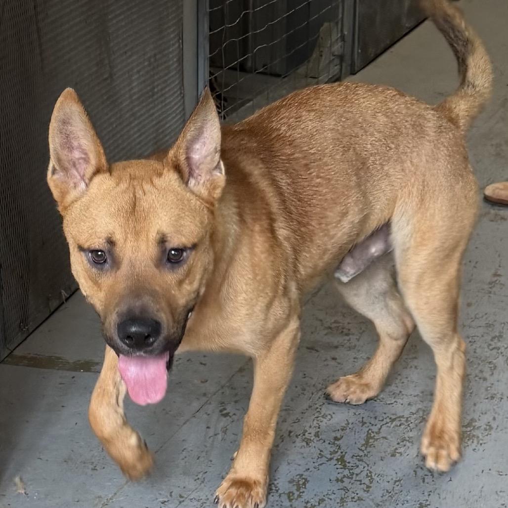 Maverick, Adoptable, Adult Male Labrador Retriever & Mixed Breed.