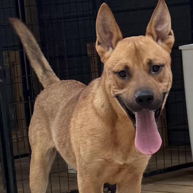 Maverick, a Adoptable mixed breed in Kokomo, IN image 2/4