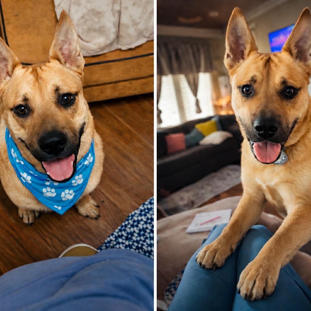 Maverick, a Adoptable mixed breed in Kokomo, IN image 3/4