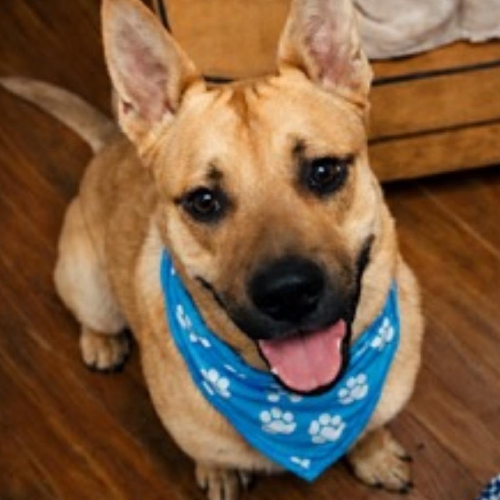 Maverick, a Adoptable mixed breed in Kokomo, IN image 4/4