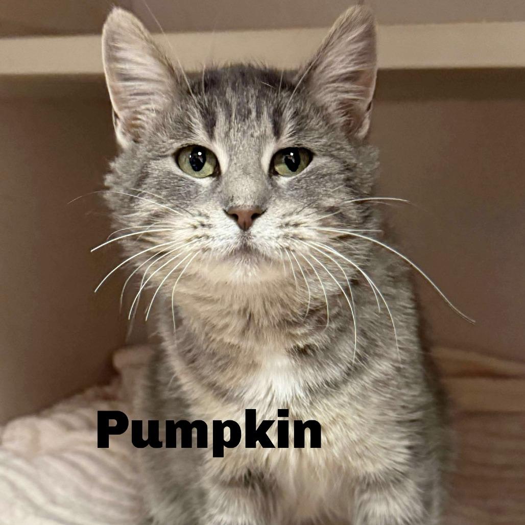 Pumpkin 251033, Adoptable, Adult Female Domestic Short Hair.