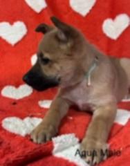 Enlarge FooFoo's puppies, a Adoptable mixed breed in Hoopa, CA image 3/6