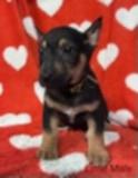 Enlarge FooFoo's puppies, a Adoptable mixed breed in Hoopa, CA image 6/6