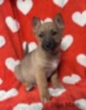 Enlarge FooFoo's puppies, a Adoptable mixed breed in Hoopa, CA image 4/6