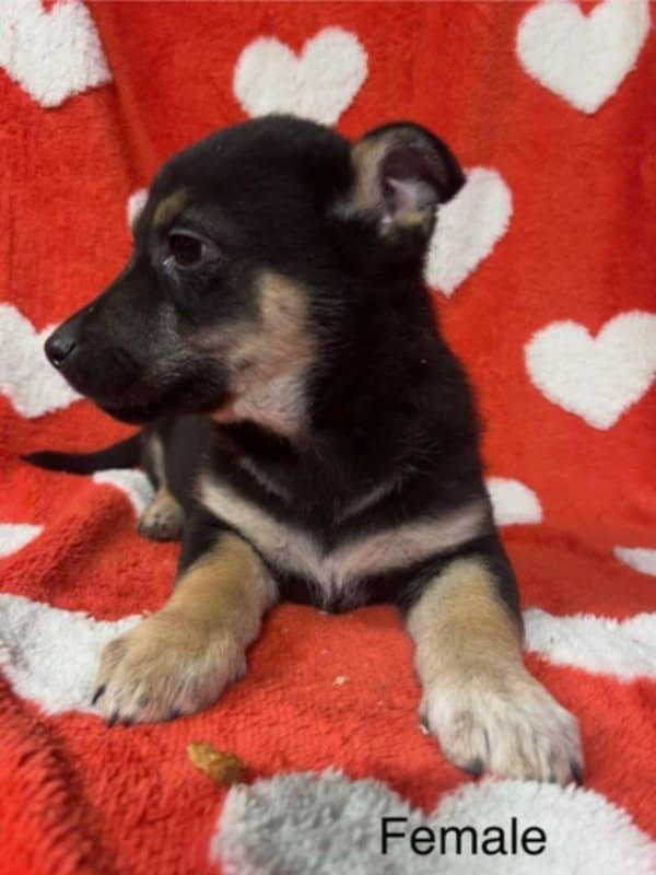 Enlarge FooFoo's puppies, a Adoptable mixed breed in Hoopa, CA image 5/6