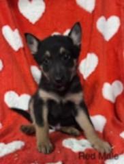 FooFoo's puppies, Adoptable, Puppy Male Mixed Breed.