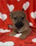 Enlarge FooFoo's puppies, a Adoptable mixed breed in Hoopa, CA image 2/6