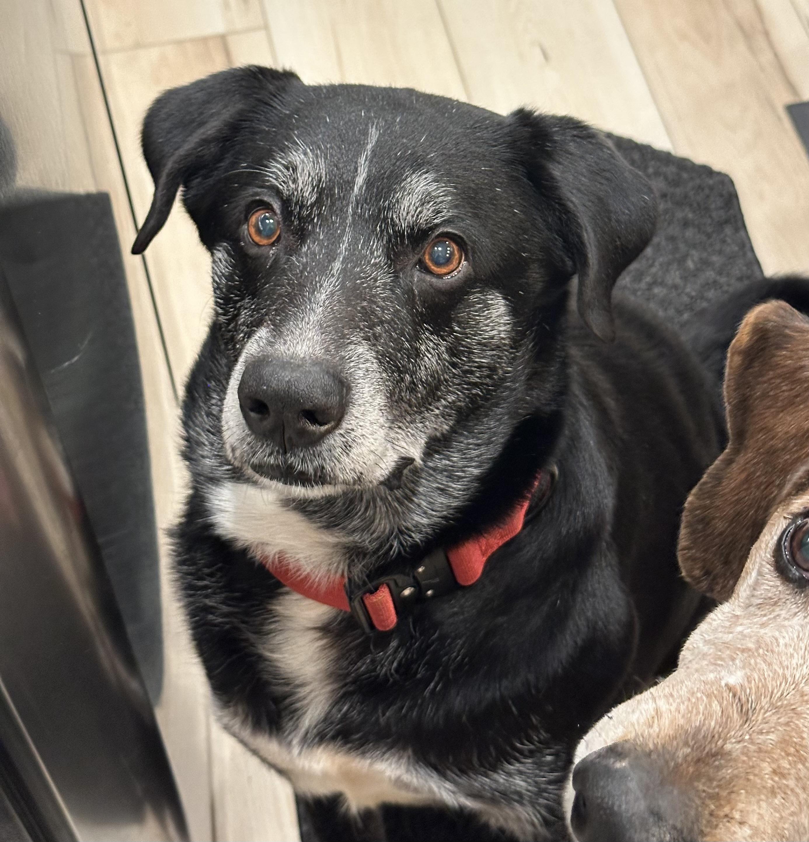 Harley - Your next best friend, a Adoptable mixed breed in Minneapolis, MN image 2/2