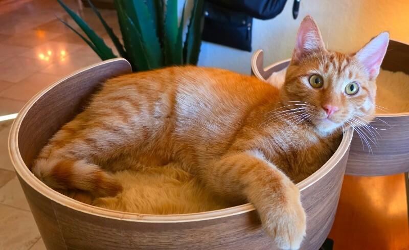 Seth ⭐️PROMOTION⭐️ BONDED with Charlie - Show Hosts, Adoptable, Young Male Tabby.