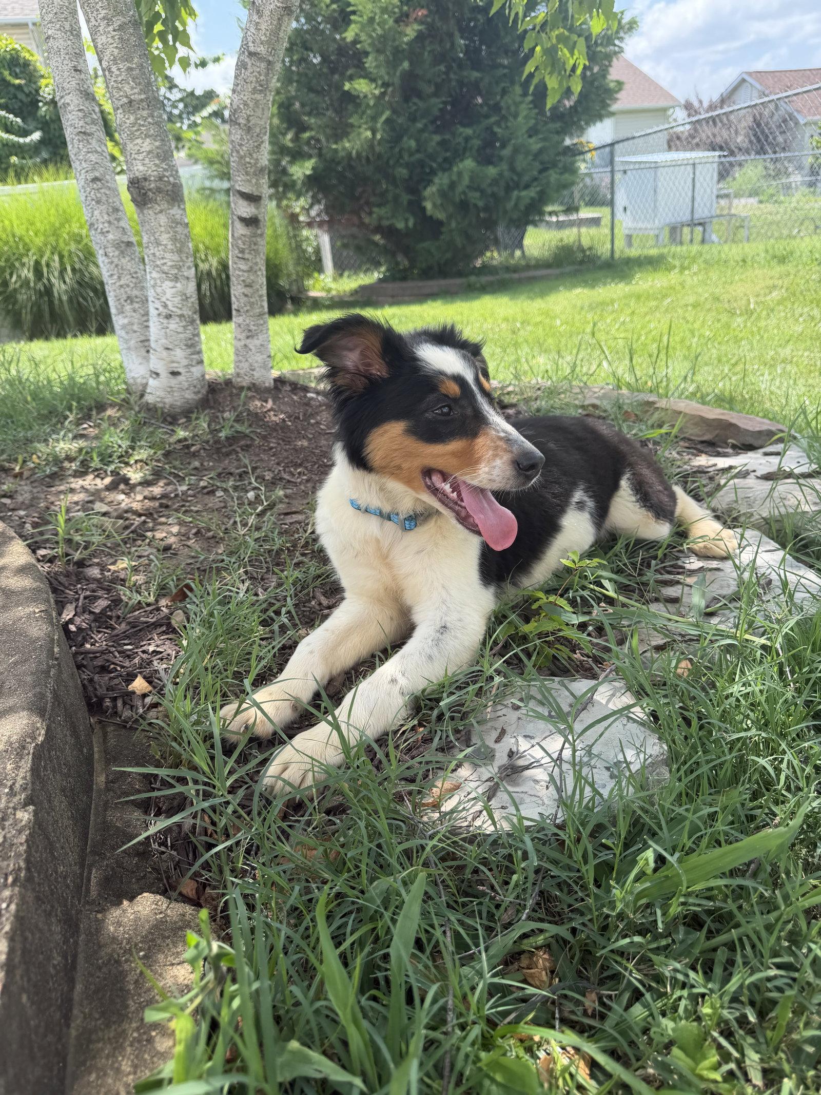 Enlarge Millie, a Adopted Australian Shepherd in Barnhart, MO image 1/3