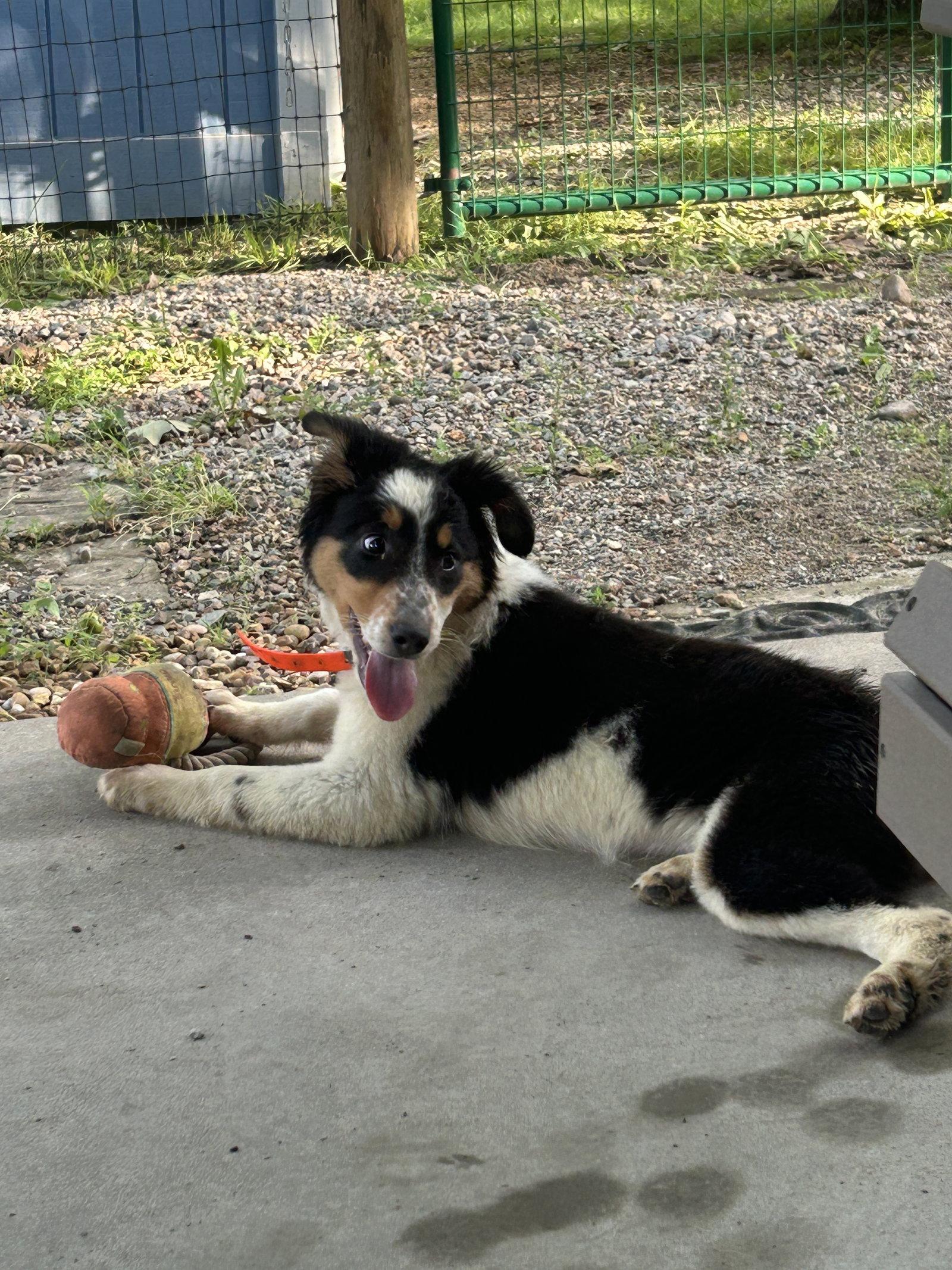 Enlarge Millie, a Adopted Australian Shepherd in Barnhart, MO image 2/3