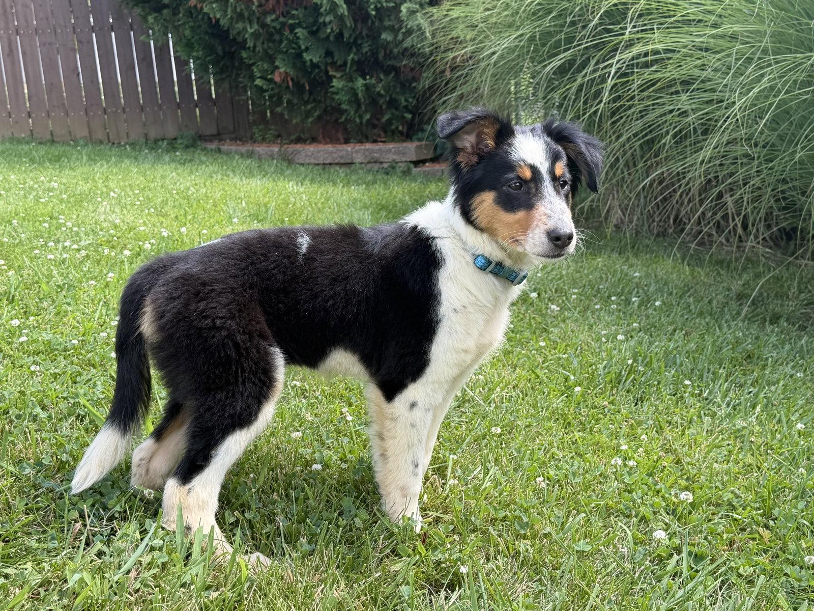 Enlarge Millie, a Adopted Australian Shepherd in Barnhart, MO image 3/3