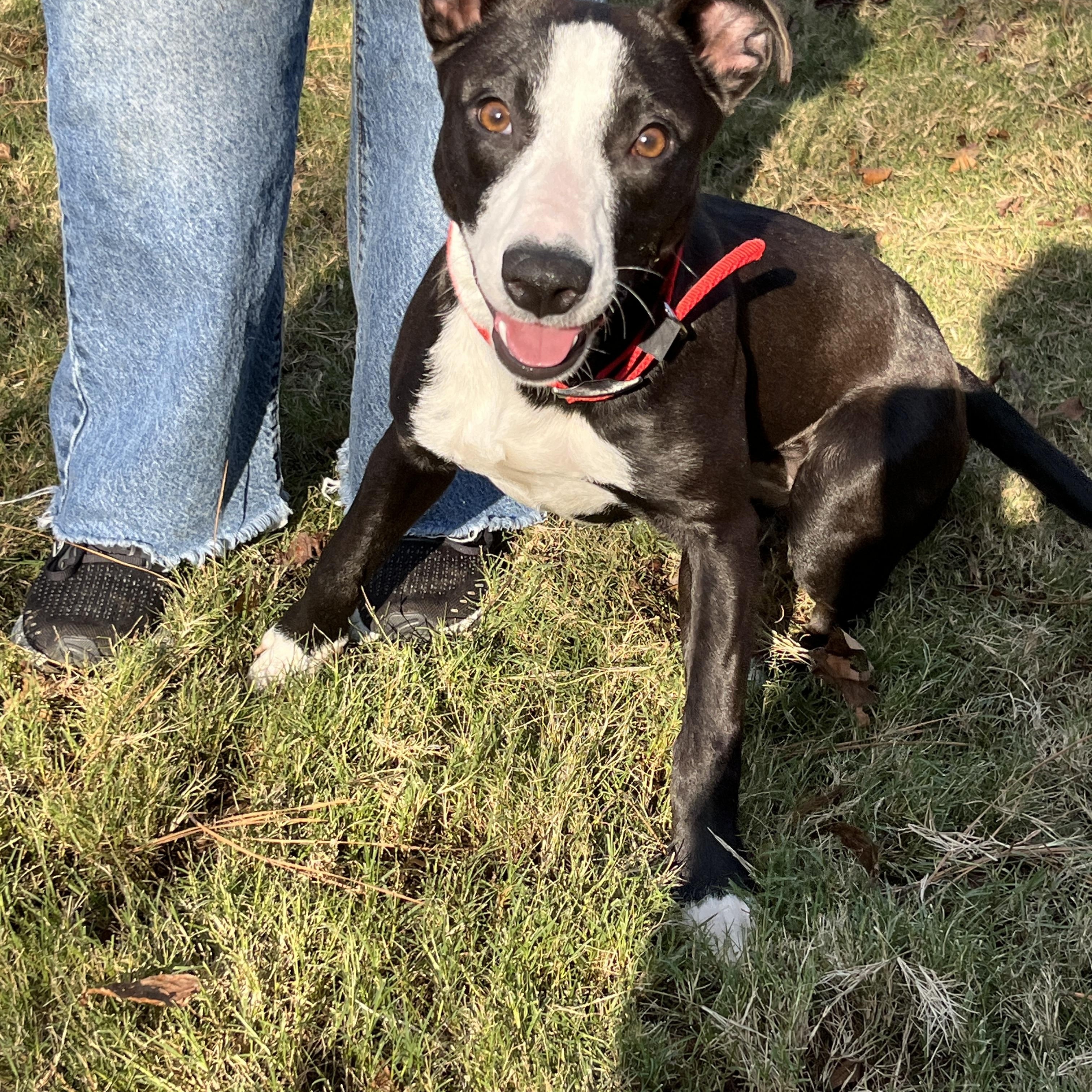 Opal , a ADOPTABLE Mixed Breed in Oregon, IL image 1/3