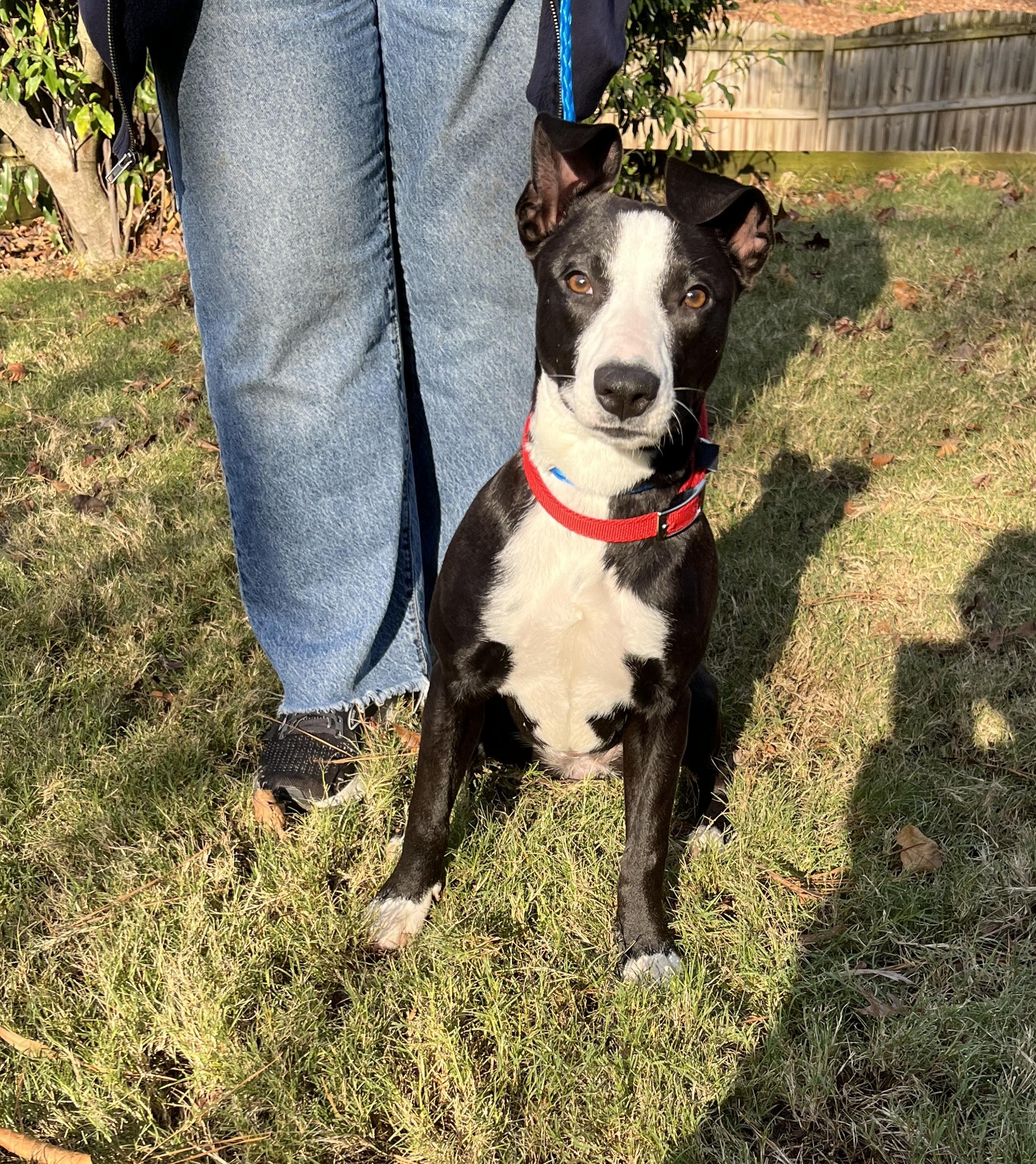 Opal , a ADOPTABLE Mixed Breed in Oregon, IL image 2/3