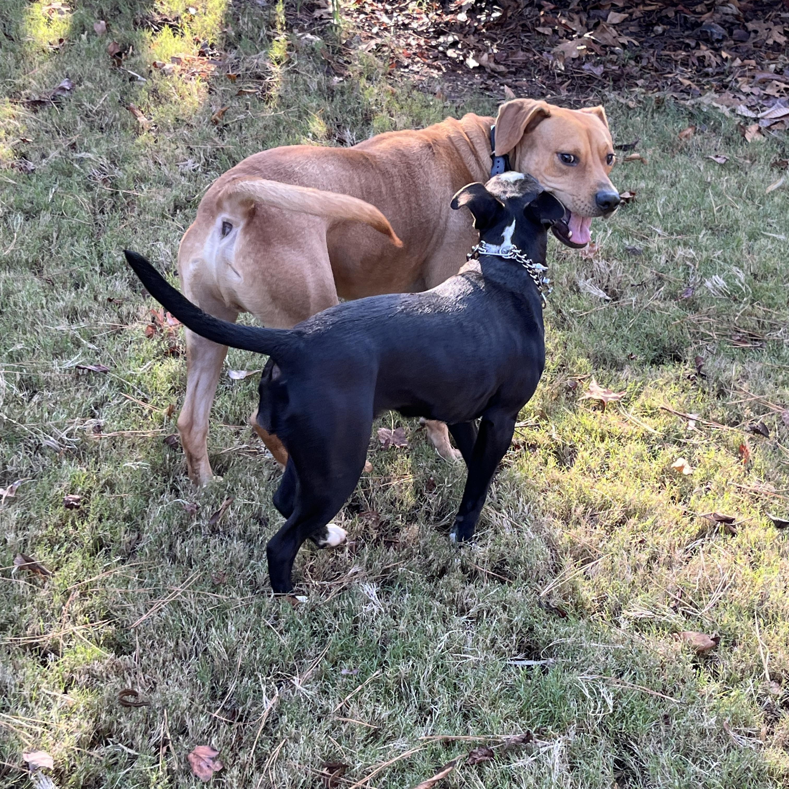 Opal , a ADOPTABLE Mixed Breed in Oregon, IL image 3/3