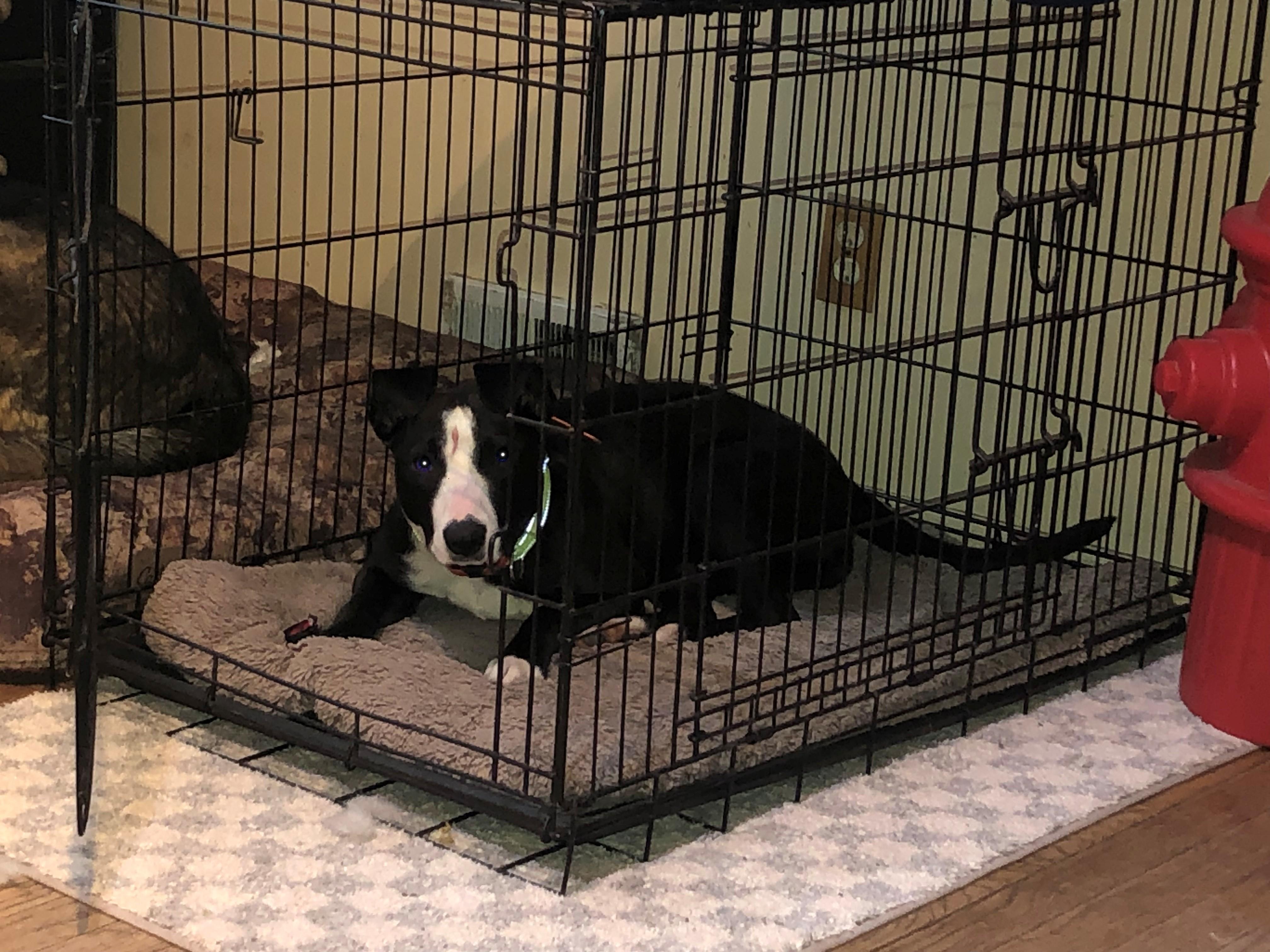 Enlarge Opal , a ADOPTABLE Mixed Breed in Oregon, IL image 4/4