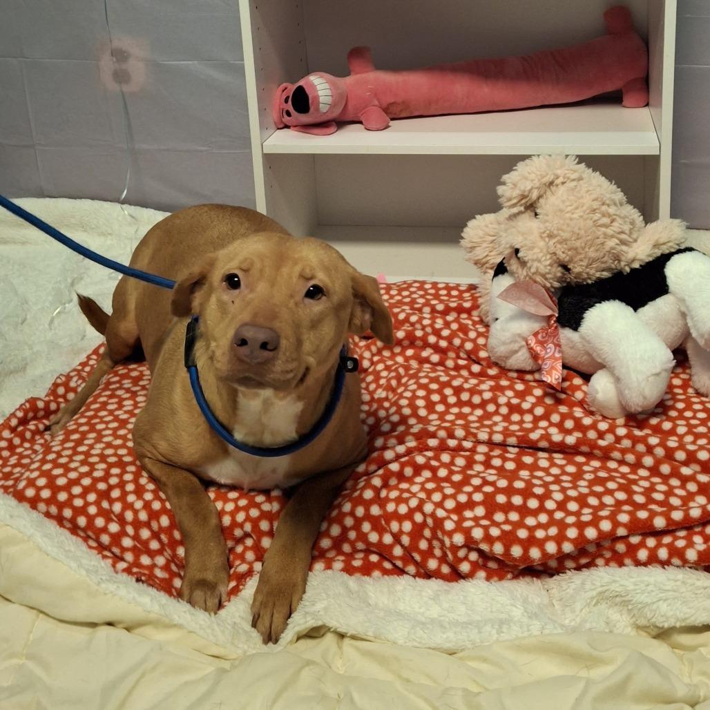 Sweetie Pie, Adoptable, Adult Female Mixed Breed.