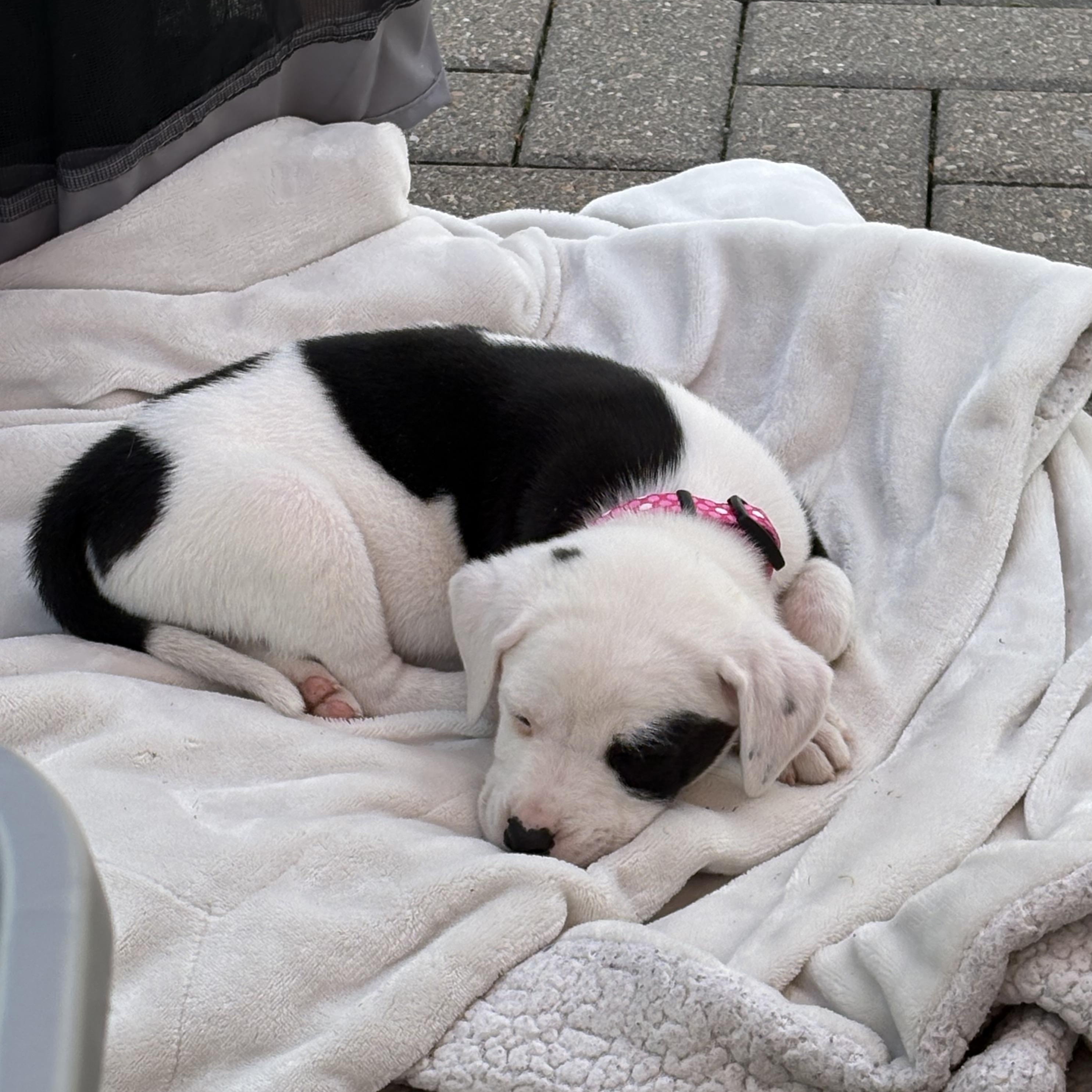 Nurse Dana Evans, an adopted mixed breed in Warrenville, IL image 3/4