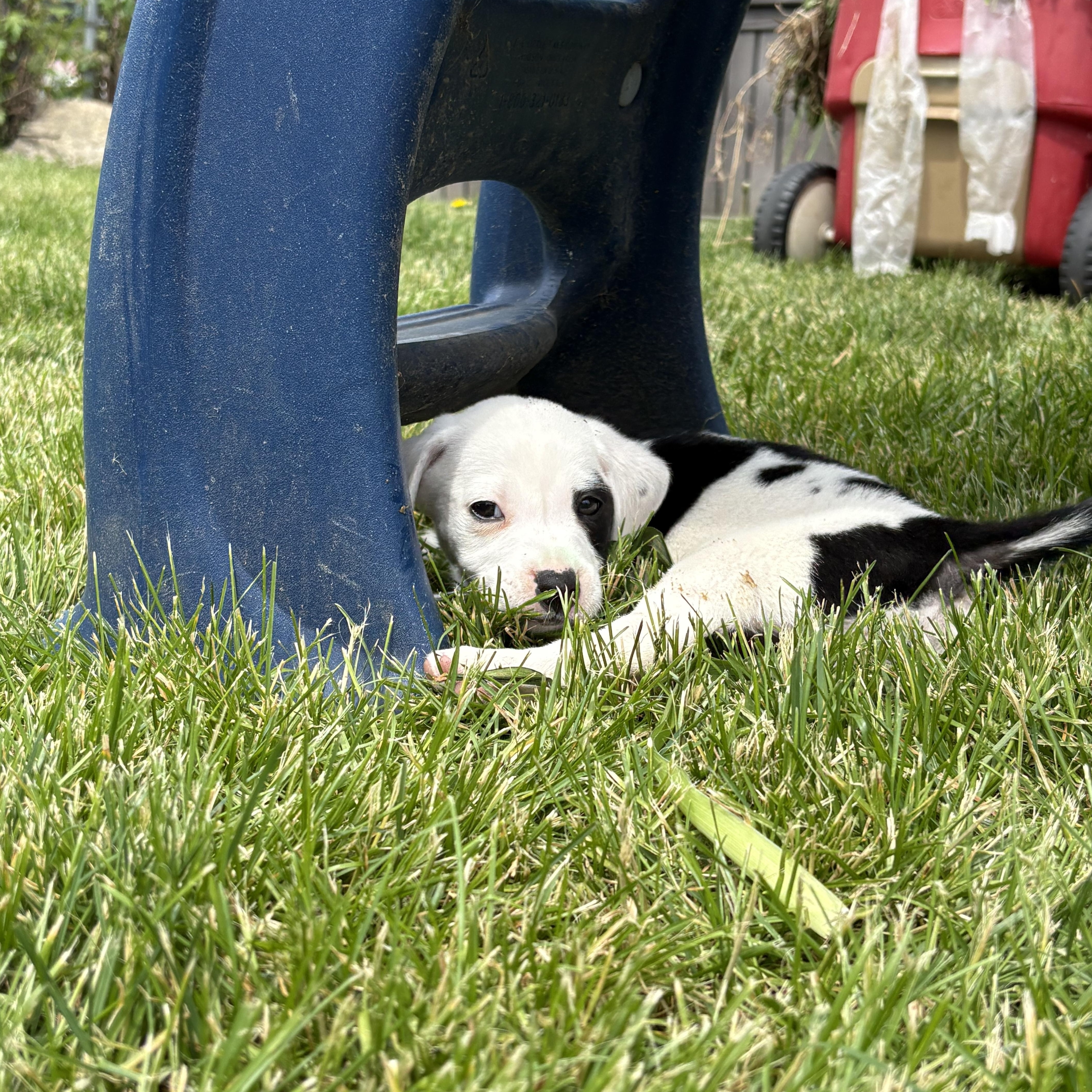 Nurse Dana Evans, an adopted mixed breed in Warrenville, IL image 2/4