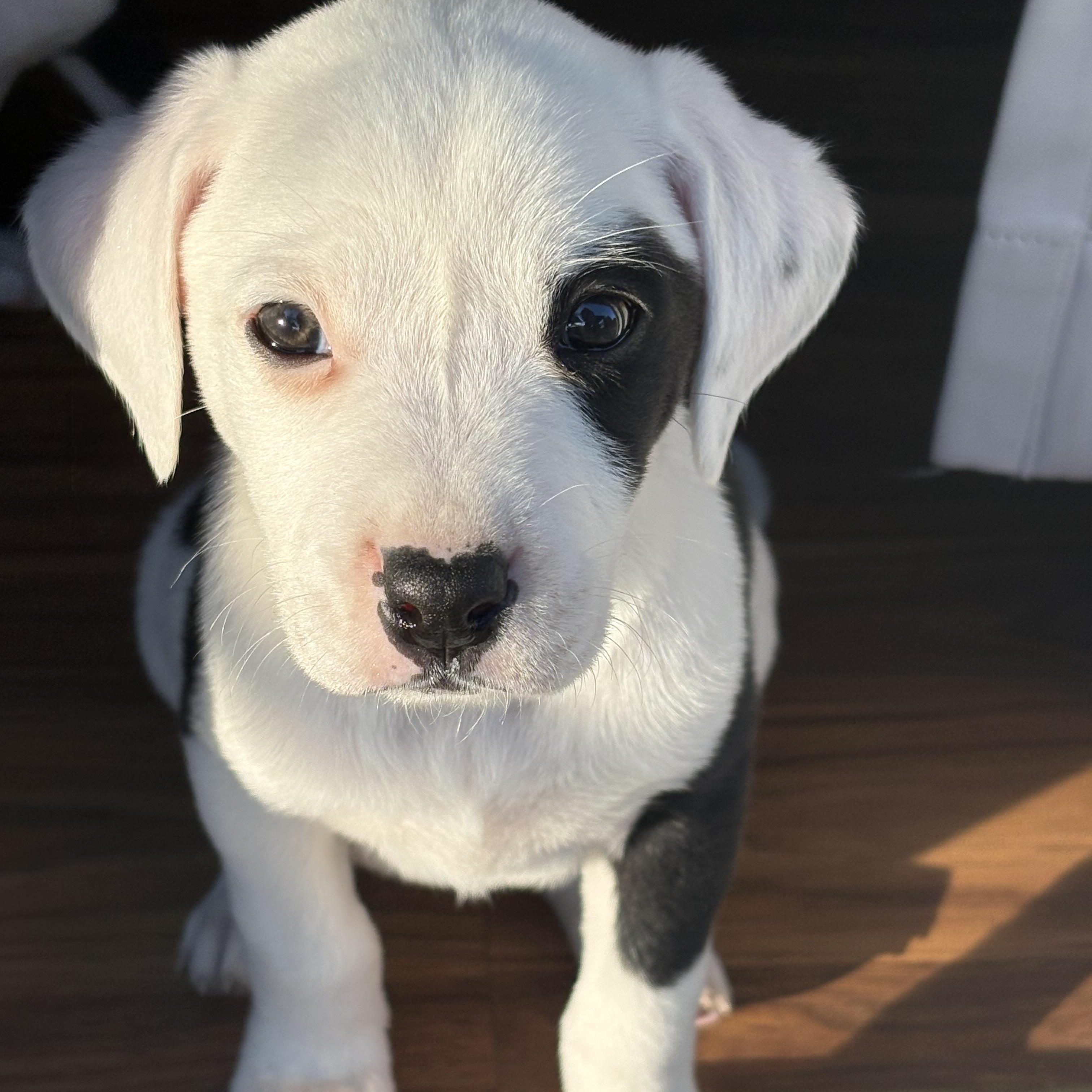 Nurse Dana Evans, adopted, Puppy Female American Staffordshire Terrier & Pit Bull Terrier.